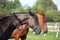 Horse family portrait - foal and its parents