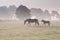 Horse family walk on misty pasture