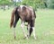 Horse in farm