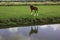 Horse at farm