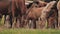 Horse farm. Beautiful national breed of horses. Several horses graze in the meadow