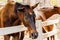 Horse on a farm behind a wooden fence.