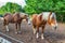 Horse-farm with draft horses