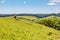 Horse in a farm field with Araucaria and Pinus forest