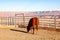 Horse farm in grand canyon ,USA have view of mountain