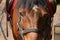 Horse on the farm harnessed for a walk.Portrait of horse close-up.