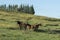 Horse in farm, Lithgow