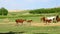 Horse Farm- Many Horses Grazing At Farm