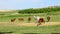 Horse Farm- Many Horses Grazing At Farm