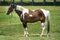 Horse, farm and mare on grass with healthy development of animal for agriculture or equestrian in Texas. Mustang, pony