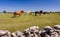 Horse farm on Oland island