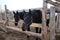 A horse on ,a farm in a paddock stuck its head over the fence