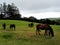 Horse on a Farm @ @Saddleback Mountain