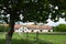 Horse farm in the shade of a tree.