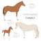 Horse farming infographic template. Stallion, mare, foal family