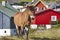 Horse in Faroe islands surrounded by colorful picturesque houses