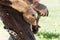 Horse farrier at work - trims and shapes a horse\'s hooves using rasper and knife. The close-up of horse hoof