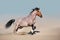 Horse fast galloping with dust