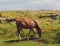 Horse Feasts on Grass Amidst Scenic Rapa Nui Landscape