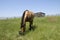 Horse feeding in field