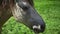 Horse feeding on field with of juicy green grass. Close up white horse head