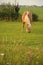 Horse feeding on grass