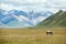 Horse feeding grass in mountains