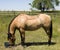 Horse Feeding on Ranch