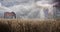 Horse feeds in field with thunder storm