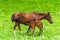 a horse feeds a little foal with milk on a green juicy