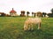 Horse feeds on the meadow in mountains at rural chapel