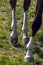 Horse Feet close up