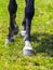 Horse Feet closeup