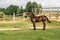 A horse in a fenced in area outdoors. near a wooden fence in the background of the forest, ecology and nature