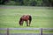 A Horse in a Fenced Pasture