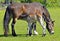 Horse in field