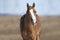 Horse in field