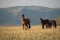 Horse field autumn