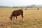 Horse in the field. Autumn landscape with the countryside in the sunny autumn afternoon