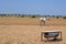 Horse in the field with bath