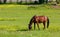 Horse in a Field at an Equestrian Center