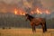 horse in field with forest fire backdrop