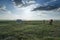 Horse in a field grazing in a field