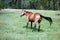 A horse in a field in idaho