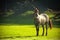 Horse in field, morning shot