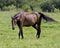 Horse in field Stock Photo. Close-up profile view walking in a meadow field with a tranquil countryside scenery and enjoying the