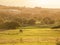 Horse at a field at sunset, soft,, warm color, selective focus. Sun rays and flare. Peaceful atmosphere. Industrial building in