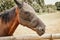 Horse on field wearing protection mask.