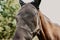 Horse on field wearing protection mask.