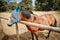 Horse on field wearing protection mask.